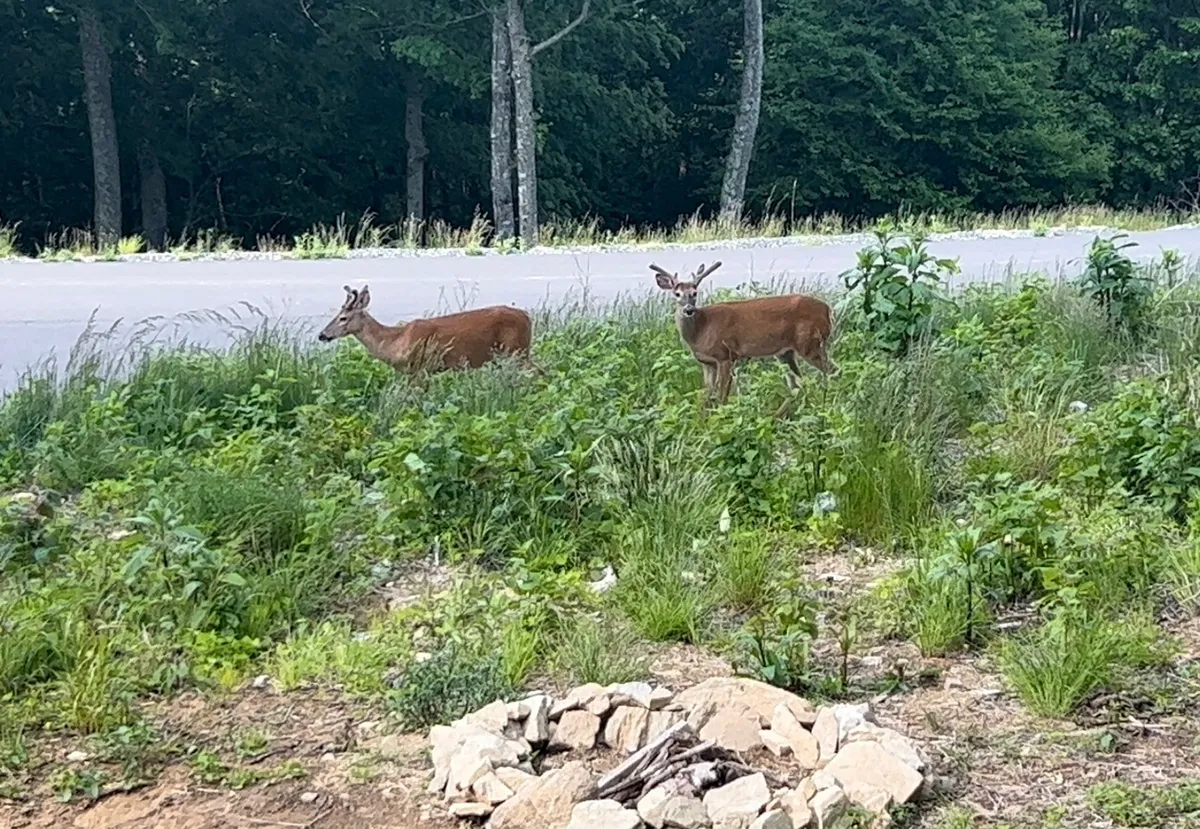 Two deer stand quietly among lush greenery next to a country road, embodying the property’s close connection to wildlife and serene natural surroundings. The calm, untouched environment invites exploration and quiet observation of the region’s fauna.